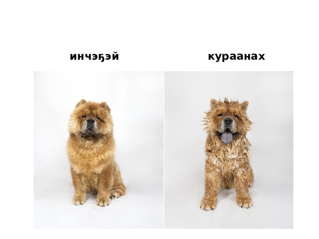 инчэҕэй кураанах 