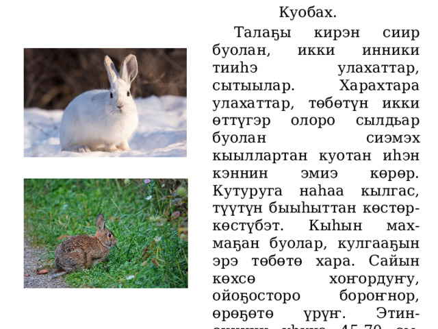 Куобах.   Талаҕы кирэн сиир буолан, икки инники тииһэ улахаттар, сытыылар. Харахтара улахаттар, төбөтүн икки өттүгэр олоро сылдьар буолан сиэмэх кыыллартан куотан иһэн кэннин эмиэ көрөр. Кутуруга наһаа кылгас, түүтүн быыһыттан көстөр-көстүбэт. Кыһын мах-маҕан буолар, кулгааҕын эрэ төбөтө хара. Сайын көхсө хоҥордуҥу, ойоҕосторо бороҥнор, өрөҕөтө үрүҥ. Этин-сиинин уһуна 45-70 см, ыйааһына - 2-5 кг. Туундара куобаҕа бөдөҥ, тайҕа куобаҕа 3 кг дылы буолар 