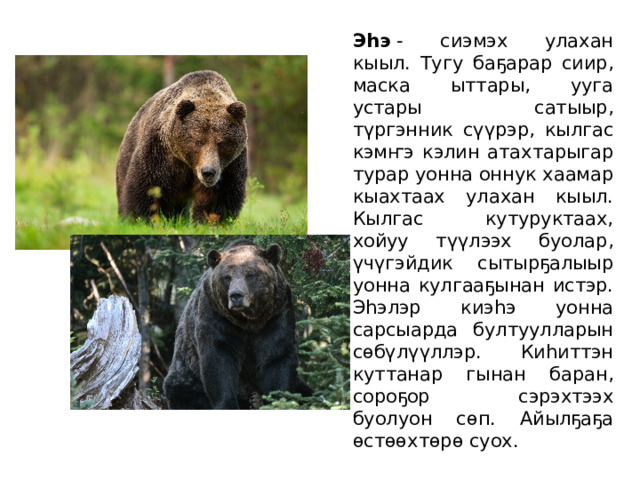   Эһэ  - сиэмэх улахан кыыл. Тугу баҕарар сиир, маска ыттары, ууга устары сатыыр, түргэнник сүүрэр, кылгас кэмҥэ кэлин атахтарыгар турар уонна оннук хаамар кыахтаах улахан кыыл. Кылгас кутуруктаах, хойуу түүлээх буолар, үчүгэйдик сытырҕалыыр уонна кулгааҕынан истэр. Эһэлэр киэһэ уонна сарсыарда бултуулларын сөбүлүүллэр. Киһиттэн куттанар гынан баран, сороҕор сэрэхтээх буолуон сөп. Айылҕаҕа өстөөхтөрө суох. 