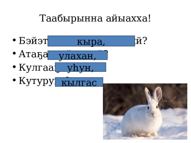 Таабырынна айыахха! Бэйэтэ куобах хайдаҕый? Атаҕа хайдаҕый? Кулгааҕа? Кутуруга? кыра, улахан, уһун, кылгас 