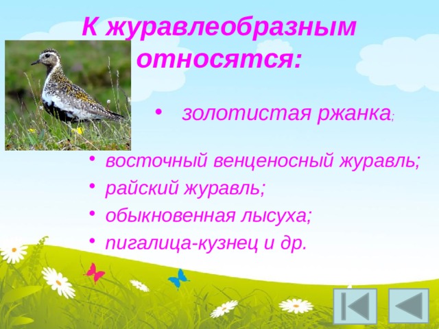 К журавлеобразным относятся: золотистая ржанка ; восточный венценосный журавль; райский журавль; обыкновенная лысуха; пигалица-кузнец и др.  