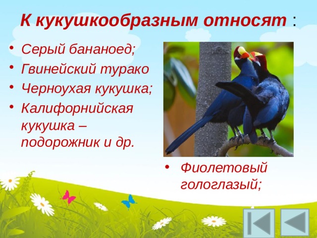 К кукушкообразным относят :   Серый бананоед; Гвинейский турако Черноухая кукушка; Калифорнийская кукушка –подорожник и др. Фиолетовый гологлазый; 