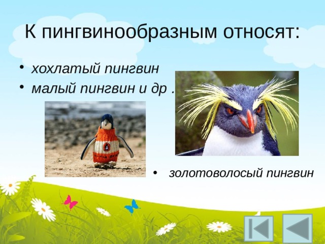 К пингвинообразным относят : хохлатый пингвин малый пингвин и др . золотоволосый пингвин 