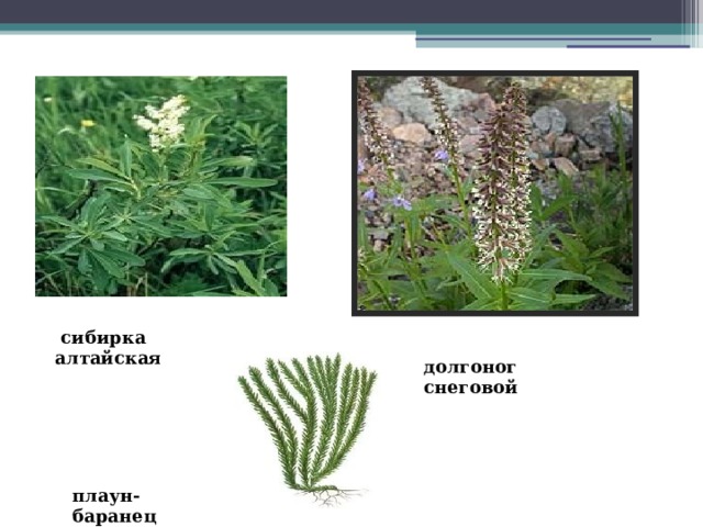  сибирка алтайская долгоног снеговой плаун-баранец 