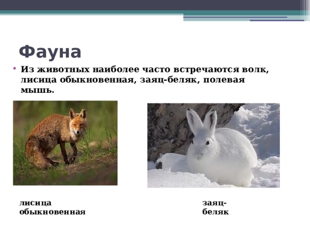 Фауна   Из животных наиболее часто встречаются волк, лисица обыкновенная, заяц-беляк, полевая мышь. лисица обыкновенная заяц-беляк 
