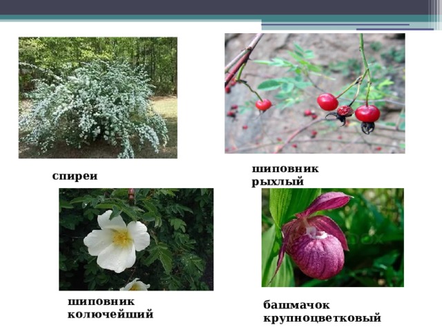 шиповник рыхлый спиреи шиповник колючейший башмачок крупноцветковый 