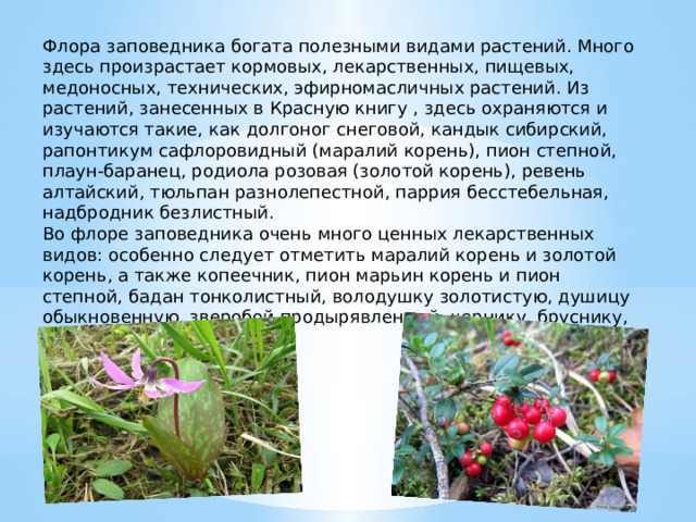 Флора заповедника богата полезными видами растений. Много здесь произрастает кормовых, лекарственных, пищевых, медоносных, технических, эфирномасличных растений. Из растений, занесенных в Красную книгу , здесь охраняются и изучаются такие, как долгоног снеговой, кандык сибирский, рапонтикум сафлоровидный (маралий корень), пион степной, плаун-баранец, родиола розовая (золотой корень), ревень алтайский, тюльпан разнолепестной, паррия бесстебельная, надбродник безлистный. Во флоре заповедника очень много ценных лекарственных видов: особенно следует отметить маралий корень и золотой корень, а также копеечник, пион марьин корень и пион степной, бадан тонколистный, володушку золотистую, душицу обыкновенную, зверобой продырявленный, чернику, бруснику, шиповник. 