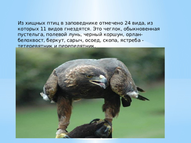 Из хищных птиц в заповеднике отмечено 24 вида, из которых 11 видов гнездятся. Это чеглок, обыкновенная пустельга, полевой лунь, черный коршун, орлан-белохвост, беркут, сарыч, осоед, скопа, ястреба - тетеревятник и перепелятник. 