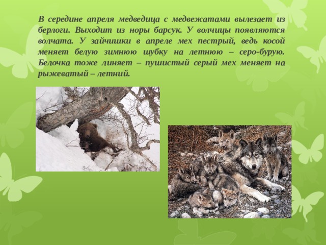 В середине апреля медведица с медвежатами вылезает из берлоги. Выходит из норы барсук. У волчицы появляются волчата. У зайчишки в апреле мех пестрый, ведь косой меняет белую зимнюю шубку на летнюю – серо-бурую. Белочка тоже линяет – пушистый серый мех меняет на рыжеватый – летний. 