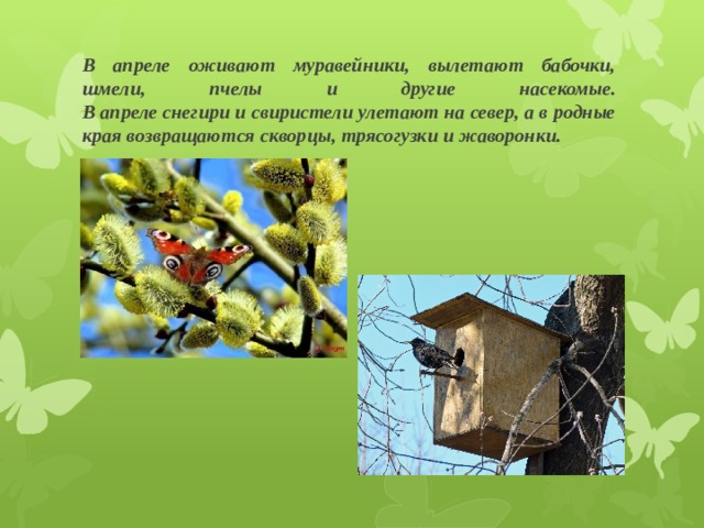 В апреле оживают муравейники, вылетают бабочки, шмели, пчелы и другие насекомые.  В апреле снегири и свиристели улетают на север, а в родные края возвращаются скворцы, трясогузки и жаворонки. 