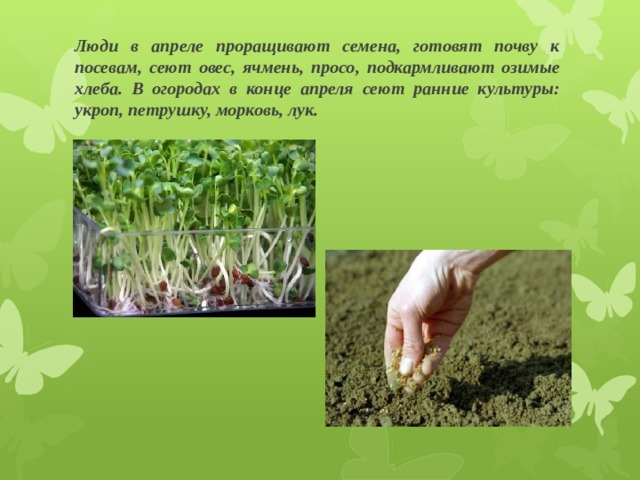 Люди в апреле проращивают семена, готовят почву к посевам, сеют овес, ячмень, просо, подкармливают озимые хлеба. В огородах в конце апреля сеют ранние культуры: укроп, петрушку, морковь, лук. 