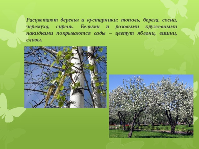 Расцветают деревья и кустарники: тополь, береза, сосна, черемуха, сирень. Белыми и розовыми кружевными накидками покрываются сады – цветут яблони, вишни, сливы. 
