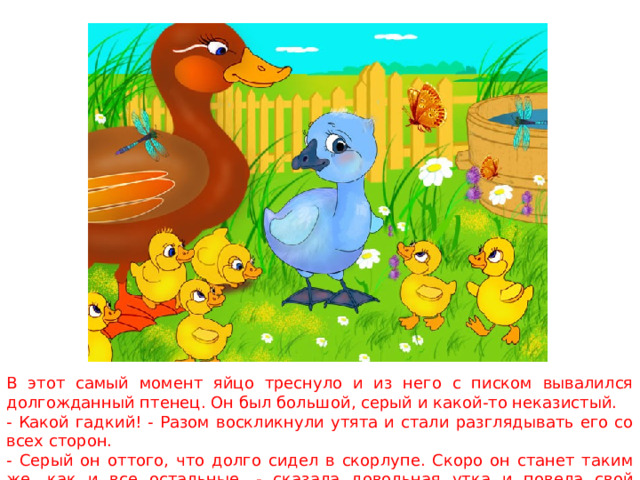 В этот самый момент яйцо треснуло и из него с писком вывалился долгожданный птенец. Он был большой, серый и какой-то неказистый. - Какой гадкий! - Разом воскликнули утята и стали разглядывать его со всех сторон. - Серый он оттого, что долго сидел в скорлупе. Скоро он станет таким же, как и все остальные, - сказала довольная утка и повела свой выводок на птичий двор. 