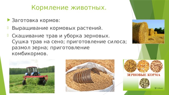 Кормление животных. Заготовка кормов: Выращивание кормовых растений. Скашивание трав и уборка зерновых. Сушка трав на сено; приготовление силоса; размол зерна; приготовление комбикормов. 