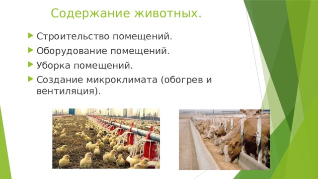 Содержание животных. Строительство помещений. Оборудование помещений. Уборка помещений. Создание микроклимата (обогрев и вентиляция). 