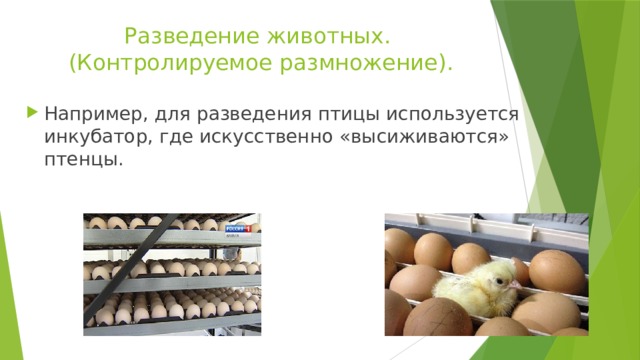 Разведение животных.  (Контролируемое размножение). Например, для разведения птицы используется инкубатор, где искусственно «высиживаются» птенцы. 