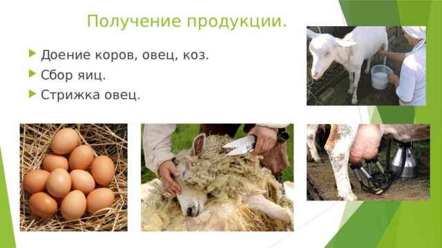 Получение продукции. Доение коров, овец, коз. Сбор яиц. Стрижка овец. 