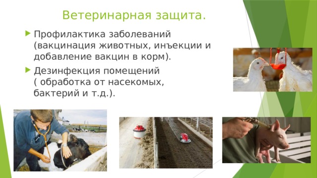 Ветеринарная защита. Профилактика заболеваний (вакцинация животных, инъекции и добавление вакцин в корм). Дезинфекция помещений ( обработка от насекомых, бактерий и т.д.). 