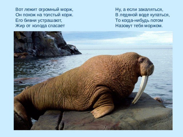 Ну, а если закаляться,  В ледяной воде купаться,  То когда-нибудь потом  Назовут тебя моржом. Вот лежит огромный морж,  Он похож на толстый корж.  Его бивни устрашают,  Жир от холода спасает 