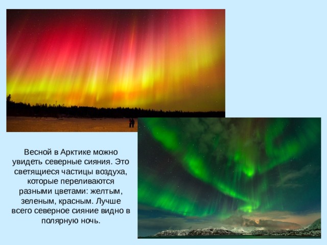 Весной в Арктике можно увидеть северные сияния. Это светящиеся частицы воздуха, которые переливаются разными цветами: желтым, зеленым, красным. Лучше всего северное сияние видно в полярную ночь. 
