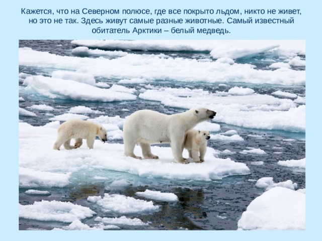 Кажется, что на Северном полюсе, где все покрыто льдом, никто не живет, но это не так. Здесь живут самые разные животные. Самый известный обитатель Арктики – белый медведь. 