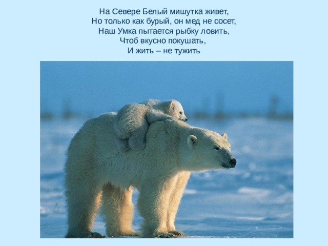 На Севере Белый мишутка живет,  Но только как бурый, он мед не сосет,  Наш Умка пытается рыбку ловить,  Чтоб вкусно покушать,  И жить – не тужить 