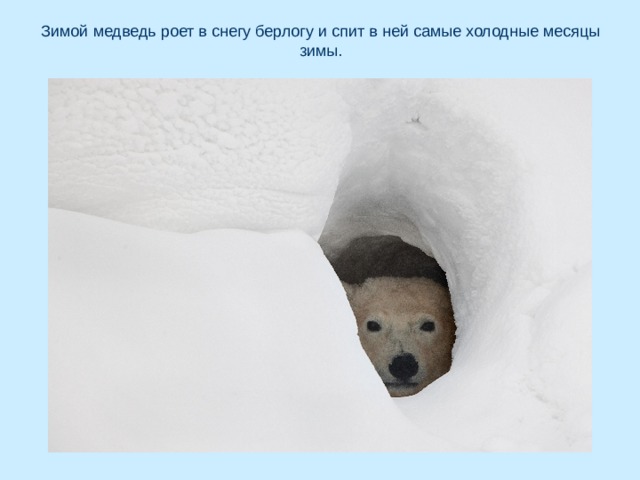 Зимой медведь роет в снегу берлогу и спит в ней самые холодные месяцы зимы. 