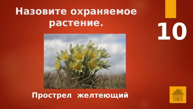 Назовите охраняемое растение. 10 Прострел желтеющий 