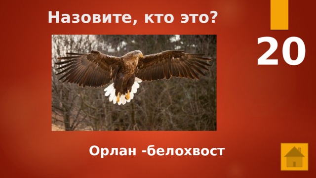 Назовите, кто это? 20  Орлан -белохвост 