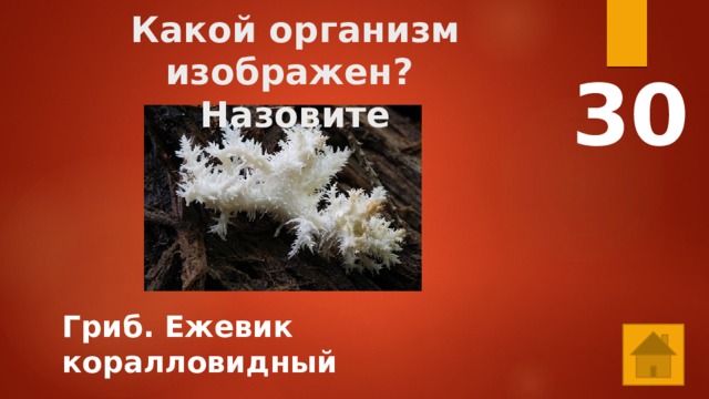 Какой организм изображен?  Назовите 30 Гриб. Ежевик коралловидный 