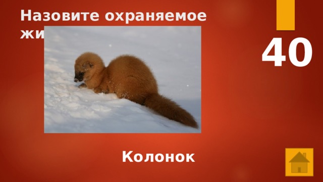 Назовите охраняемое животное 40  Колонок 