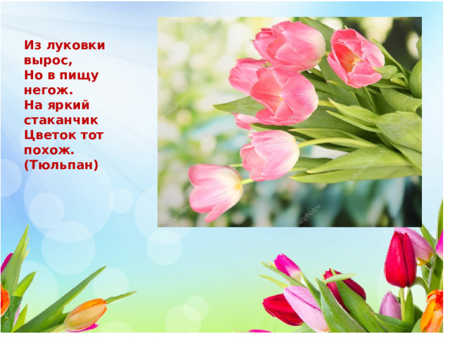  Из луковки вырос,  Но в пищу негож.  На яркий стаканчик  Цветок тот похож. (Тюльпан) 