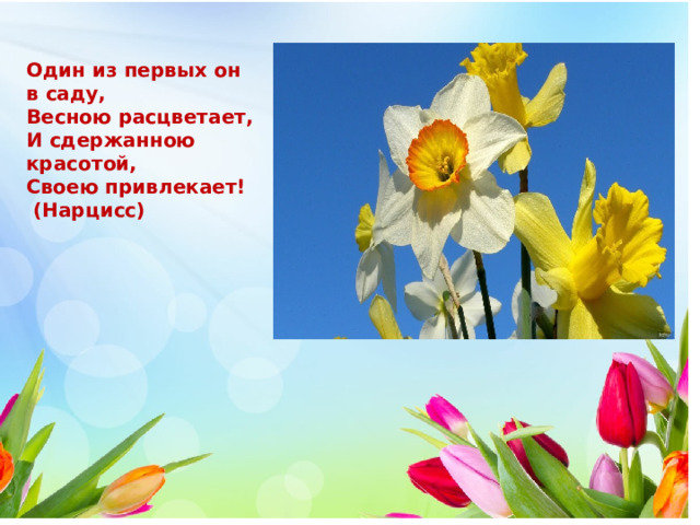  Один из первых он в саду, Весною расцветает, И сдержанною красотой, Своею привлекает!  (Нарцисс) 
