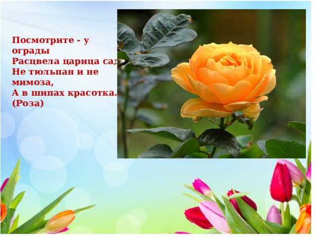   Посмотрите - у ограды  Расцвела царица сада.  Не тюльпан и не мимоза,  А в шипах красотка... (Роза) 