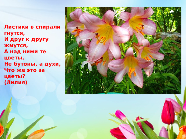    Листики в спирали гнутся, И друг к другу жмутся, А над ними те цветы, Не бутоны, а духи, Что же это за цветы? (Лилия) 