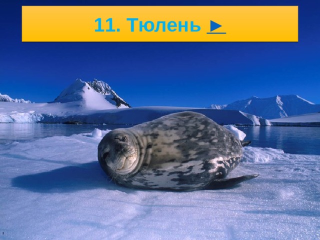 5/23/21 Жизнь крупных млекопитающих ( тюлени, морские леопарды и морские слоны ), птиц ( пингвины , буревестники, поморники) целиком связана с океаном. В прибрежных водах обитают мел­кий зоопланктон, рыбы, касатки и киты.   