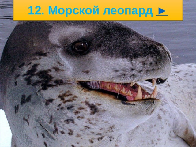 5/23/21 11. Тюлень ► 2. .   
