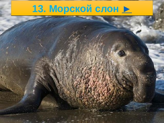 12. Морской леопард ► 5/23/21 2. .   
