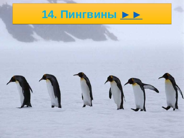 13. Морской слон ► 5/23/21 2. .   