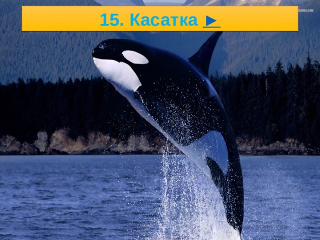 5/23/21 14. Пингвины ► ► 2. .   