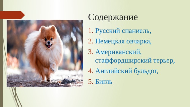 Содержание Русский спаниель, Немецкая овчарка, Американский, стаффордширский терьер,  Английский бульдог, Бигль 