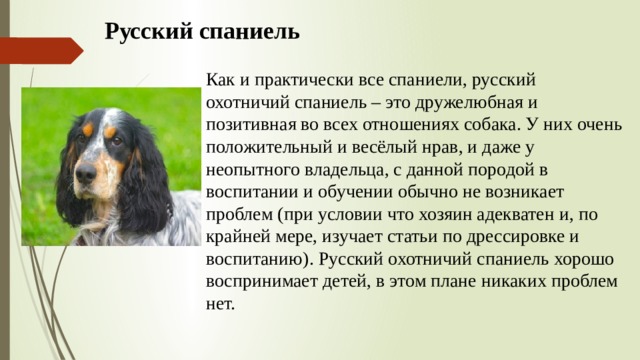 Русский спаниель Как и практически все спаниели, русский охотничий спаниель – это дружелюбная и позитивная во всех отношениях собака. У них очень положительный и весёлый нрав, и даже у неопытного владельца, с данной породой в воспитании и обучении обычно не возникает проблем (при условии что хозяин адекватен и, по крайней мере, изучает статьи по дрессировке и воспитанию). Русский охотничий спаниель хорошо воспринимает детей, в этом плане никаких проблем нет. 