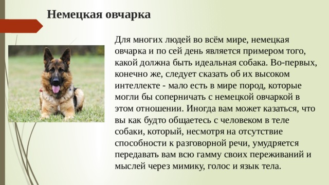 Немецкая овчарка Для многих людей во всём мире, немецкая овчарка и по сей день является примером того, какой должна быть идеальная собака. Во-первых, конечно же, следует сказать об их высоком интеллекте - мало есть в мире пород, которые могли бы соперничать с немецкой овчаркой в этом отношении. Иногда вам может казаться, что вы как будто общаетесь с человеком в теле собаки, который, несмотря на отсутствие способности к разговорной речи, умудряется передавать вам всю гамму своих переживаний и мыслей через мимику, голос и язык тела. 
