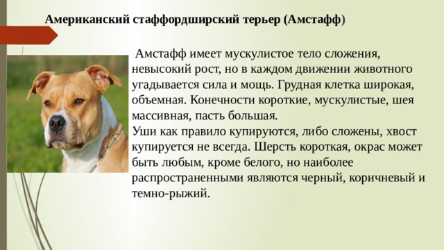 Американский стаффордширский терьер (Амстафф )    Амстафф имеет мускулистое тело сложения, невысокий рост, но в каждом движении животного угадывается сила и мощь. Грудная клетка широкая, объемная. Конечности короткие, мускулистые, шея массивная, пасть большая. Уши как правило купируются, либо сложены, хвост купируется не всегда. Шерсть короткая, окрас может быть любым, кроме белого, но наиболее распространенными являются черный, коричневый и темно-рыжий. 