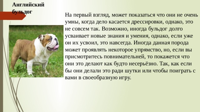 Английский бульдог На первый взгляд, может показаться что они не очень умны, когда дело касается дрессировки, однако, это не совсем так. Возможно, иногда бульдог долго усваивает новые знания и умения, однако, если уже он их усвоил, это навсегда. Иногда данная порода может проявлять некоторое упрямство, но, если вы присмотритесь повнимательней, то покажется что они это делают как будто несерьёзно. Так, как если бы они делали это ради шутки или чтобы поиграть с вами в своеобразную игру. 