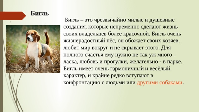  Бигль  Бигль – это чрезвычайно милые и душевные создания, которые непременно сделают жизнь своих владельцев более красочной. Бигль очень жизнерадостный пёс, он обожает своих хозяев, любит мир вокруг и не скрывает этого. Для полного счастья ему нужно не так уж много - ласка, любовь и прогулки, желательно - в парке. Бигль имеет очень гармоничный и весёлый характер, и крайне редко вступают в конфронтацию с людьми или  другими собаками .  