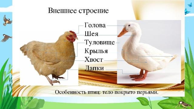 Введите сюда текст вопроса Неправильный ответ Правильный ответ Неправильный ответ 