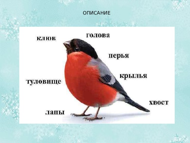 ОПИСАНИЕ Небольшая птичка, чуть больше воробья. Голова – черная. Перья тоже черные, с металлическим отливом. Подхвостье – белое.  