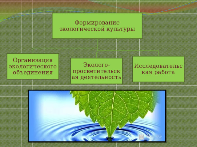 Формирование экологической культуры Организация экологического объединения Исследовательская работа Эколого-просветительская деятельность 