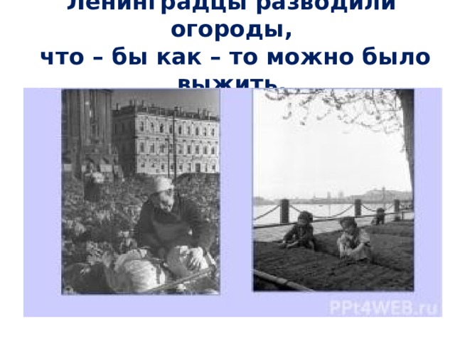 Ленинградцы разводили огороды,  что – бы как – то можно было выжить. 